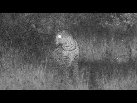 Djuma: Leopard lurking about in the night - 04/23/18