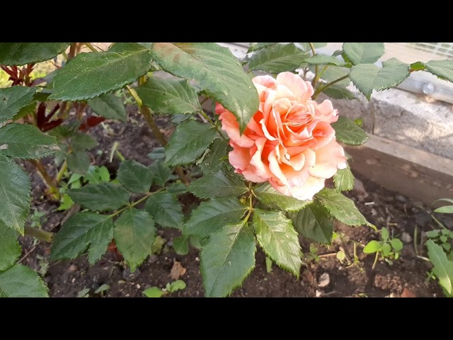 Роза Алегрия Alegria (спрей)