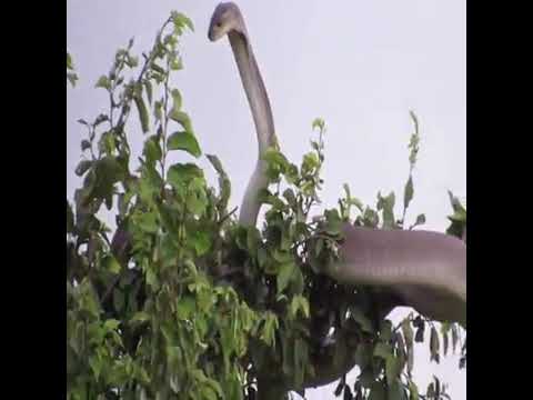 tree fight  (a slender mongoose  vs mamba snake)