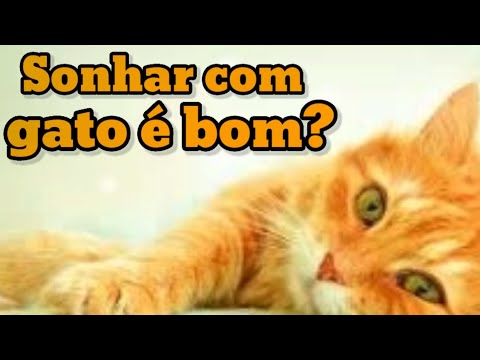 Significado de sonhar com gato