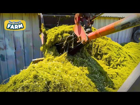 INCREDIBLE Chamomile Production Line! How Chamomile Tea is Made