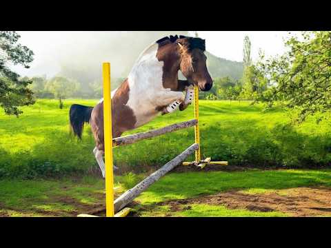 POTĘGA SKOKU WILBURA! ILE NAJWYŻEJ SKOCZYŁ?