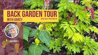 Spring Backyard Garden Tour | Portland, Oregon (Zone 8b, April)