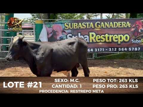 LOTE 21