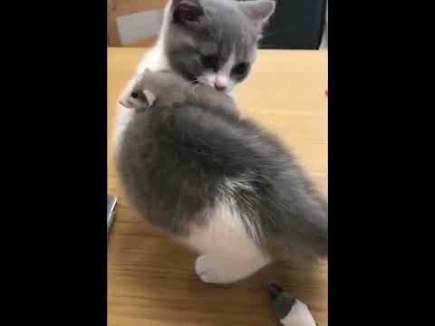 funniest animal videos of 2022 - funny golden retriever btdogs and cutest golden puppies  V.18472 #