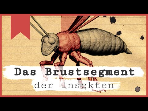 The thorax segment - What is an insect? - Part 2