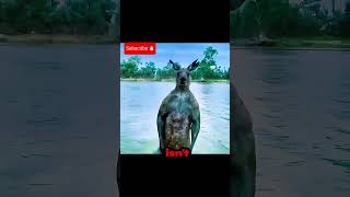 Music video thumbnail preview for Kangaroo Fight Throws Rival Through a Fence! by Rival