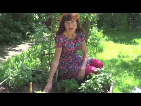 , title : 'Häxans trädgård - örtapotek - örter - de här kan du odla själv i din trädgård eller balkong'