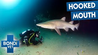 Shark In Critical Danger From Swallowing Fishing Line | Bondi Vet