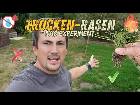 Trockenheitsresistenter Rasen? | Bermudagras | Experiment