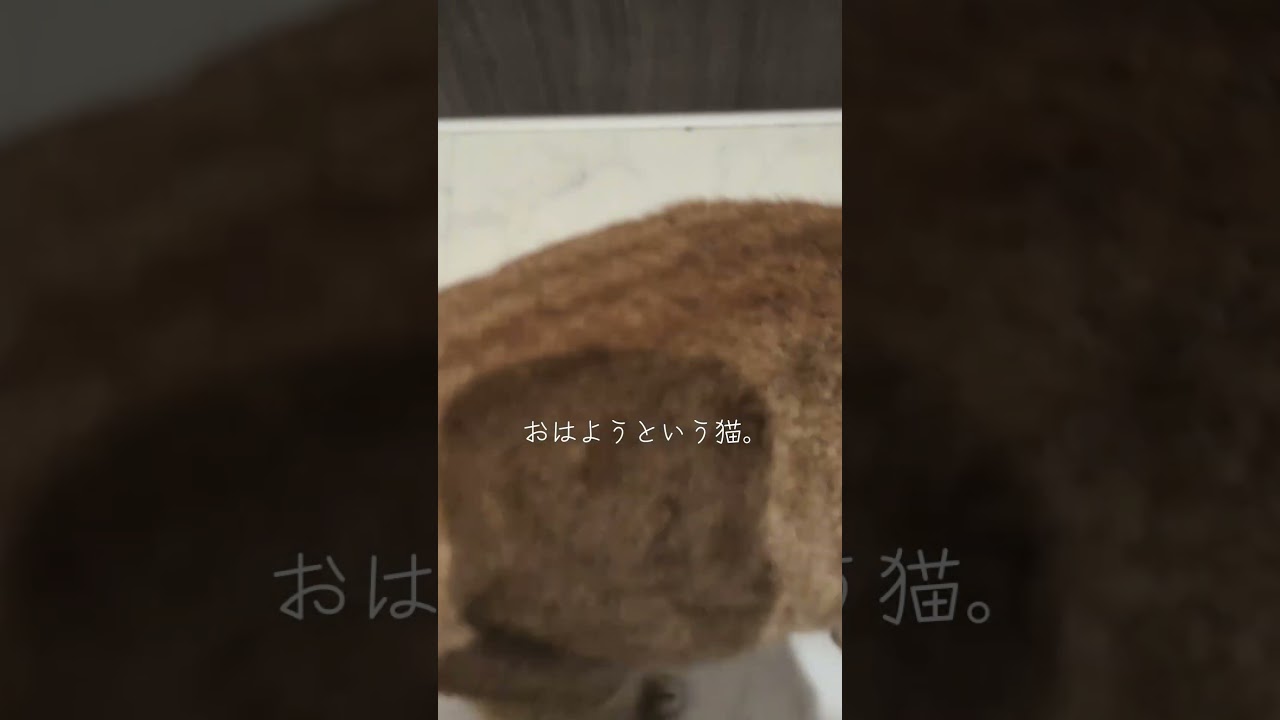#猫 #猫のいる暮らし #茶トラ この元野良猫めちゃくちゃ喋る