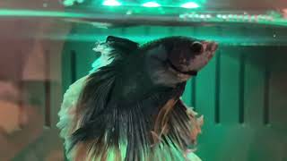 Why betta fish make bubbles