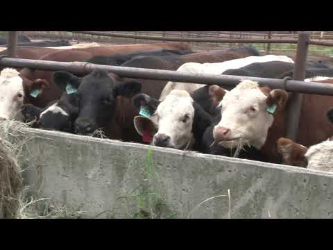 Agriculture Economic Tidbits: Beef Processing...