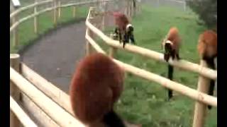 Givers - Up Up Up Music Video