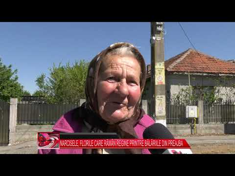 NARCISELE, FLORILE CARE RĂMÂN REGINE PRINTRE BĂLĂRIILE DIN PREAJBA