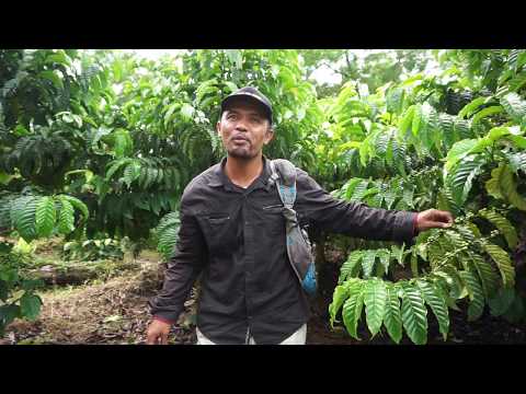 An overnight stay in Kalibaru, Java, Indonesia