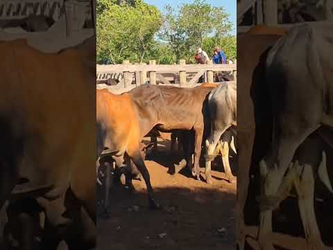 gado a venda região de Estrela de Alagoas. AL