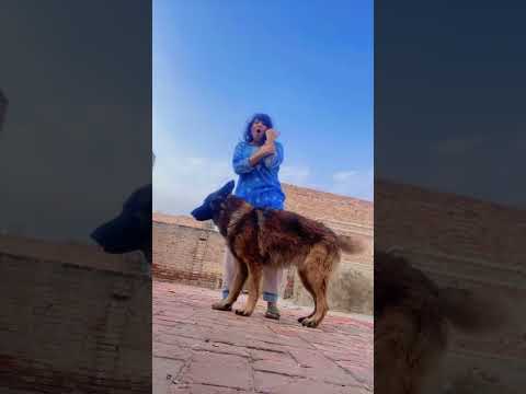 #germanshepherd #yt #bollywood #dance #viralcontent #sistersworld #funny #newmusic #ytshorts