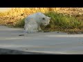 White Feral