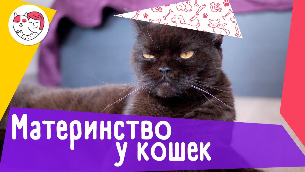 5 популярных вопросов про материнство у кошек