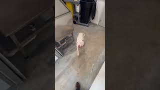 Video preview image #1 Mutt Puppy For Sale in Grafton, WI, USA