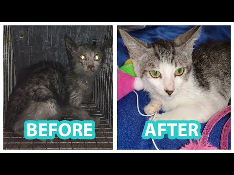 Rescued Kitten Evolution 😍