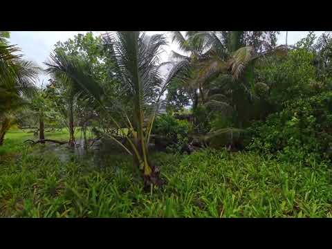Red Frog Beach Bocas Del Toro Panama