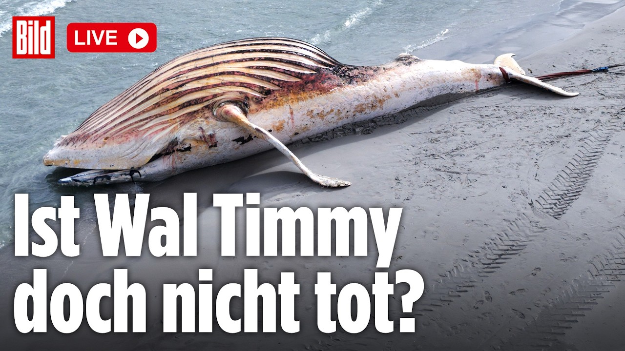 🔴 Drama um Ostsee-Wal: DNA-Analyse vom Buckelwal ist da! Ist Timmy noch am Leben? | BILD LIVE