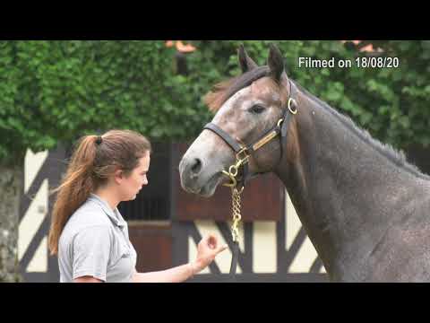 2020 Deauville Select Sale - Lot 103 c.GALILEO x GOLDEN VALENTINE