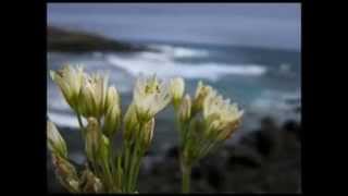 NO MEDIGAS QUE TE VAS ( trio huapangeros diferentes )