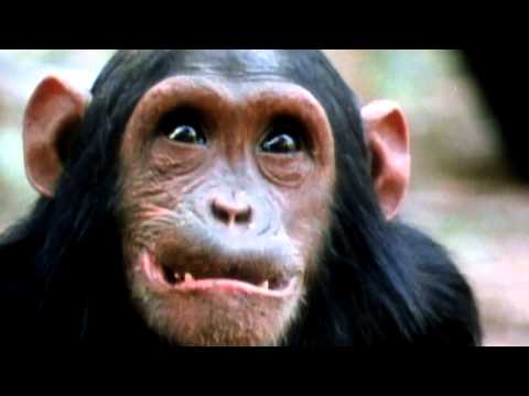 Jane Goodall Tribute