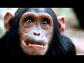 Jane Goodall Tribute