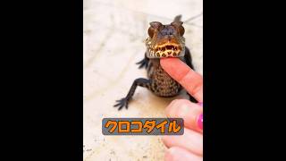 ワニって変温動物じゃないの？ #animals #動物プロダクション #動物 #癒し #自然
