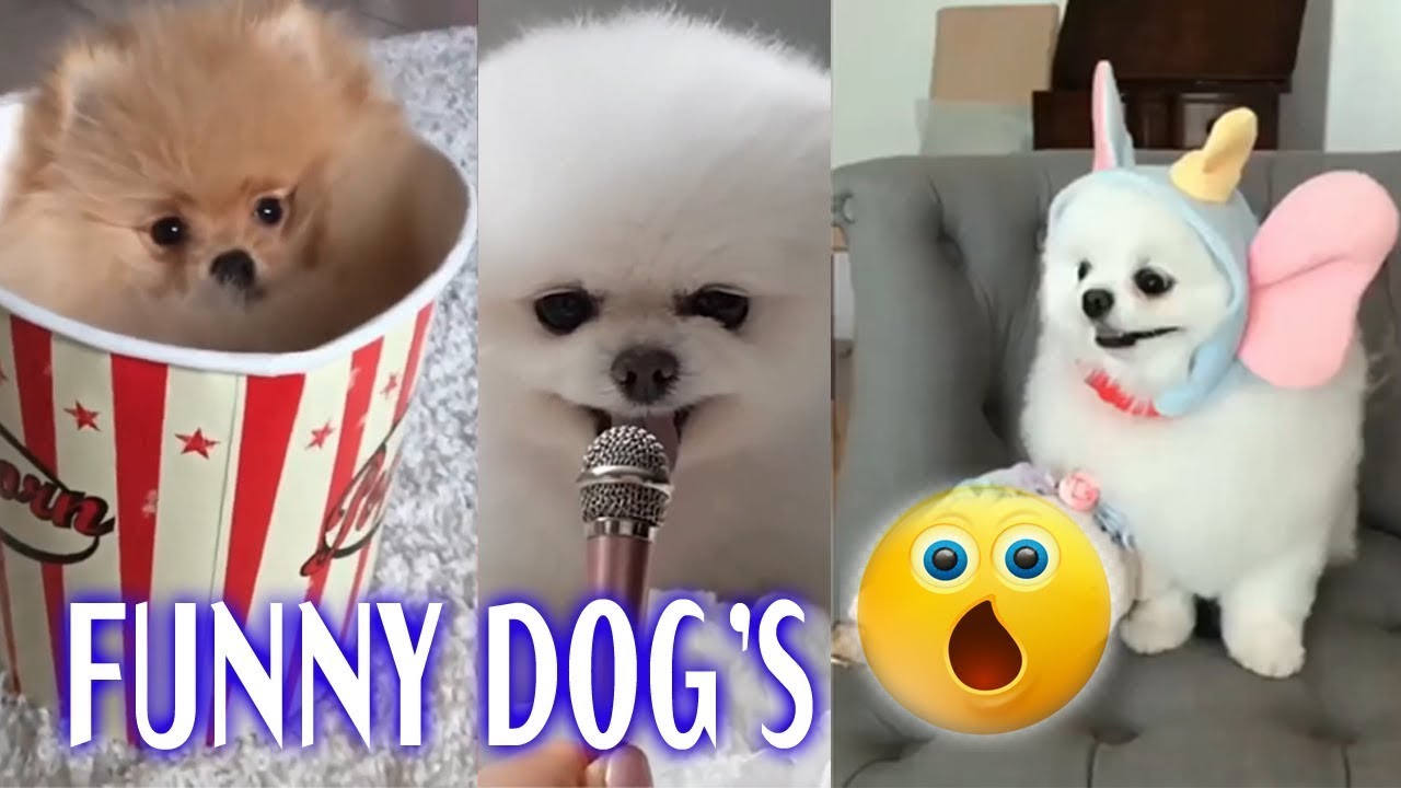 Funniest Dog's Compilations Videos 2022: The Best Of The Best! #funnydogs2022