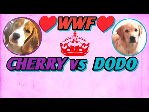 WWF Fight CHERRY VS DODO#favoritememories #labrador #beagle #cherry #dodo #doglover #puppy