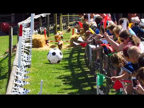 World Cup Pig Racing!