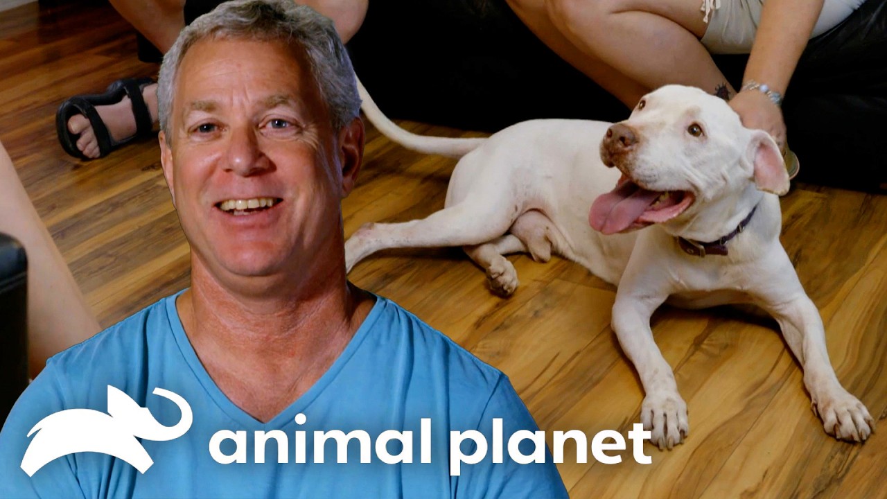 Senior Dogs Last Chance at FOREVER Home! | Pit Bulls and Parolees | Animal Planet