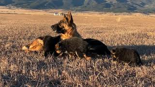 Video preview image #1 German Shepherd Dog Puppy For Sale in WESTCLIFFE, CO, USA