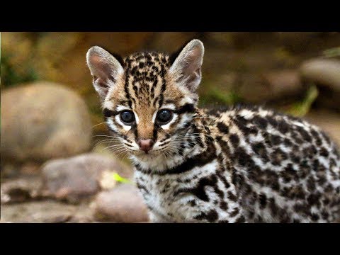 Attention, images choquantes : ce jeune ocelot joueur découvre son environnement