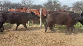 13 Vaquillonas Preñadas - Nestor Hugo Fuentes S.A. - Plaza Ganadera