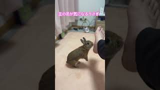 主の足が気になるうさぎ