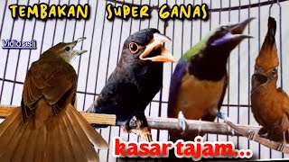 Download lagu TEMBAKAN SUPER GANAS || KASAR TAJAM || cucak cungkok vs tengkek vs cililin vs kapas tembak 5jam mp3