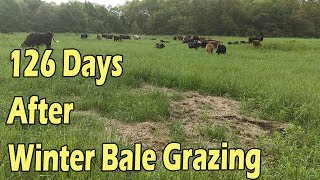 Bale Grazing... Pasture Update After Resting 126 Days