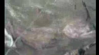 preview picture of video 'Vertido Aguas residuales río Trevélez'