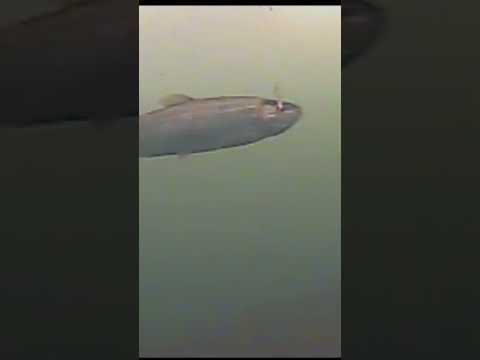 Rainbow Trout Hook Up (underwater footage)