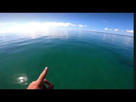 We found a large herd of Dugongs