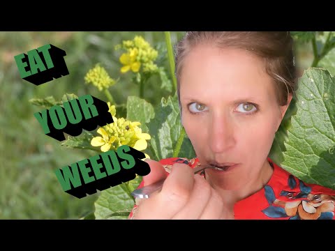 How To | EAT WEEDS From Your Yard: WILD MUSTARD
