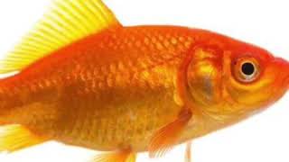 Kidzone Cotton Eye Joe Fish 🐟