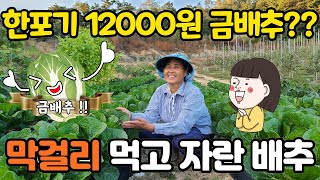 금배추, 한포기에 12000원? 막걸리 먹고 자란 배추농사 -