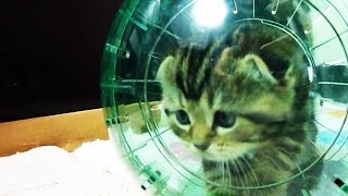 Funny cats. Cutest fluffy Kittens and spacecraft ( Kitten in Hamster Ball )
